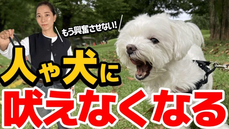 他犬に吠えるのをやめさせる！興奮をコントロールするコツ