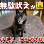 【超簡単】犬の無駄吠えをやめさせる為に必要なのは、しつけではなく〇〇だった