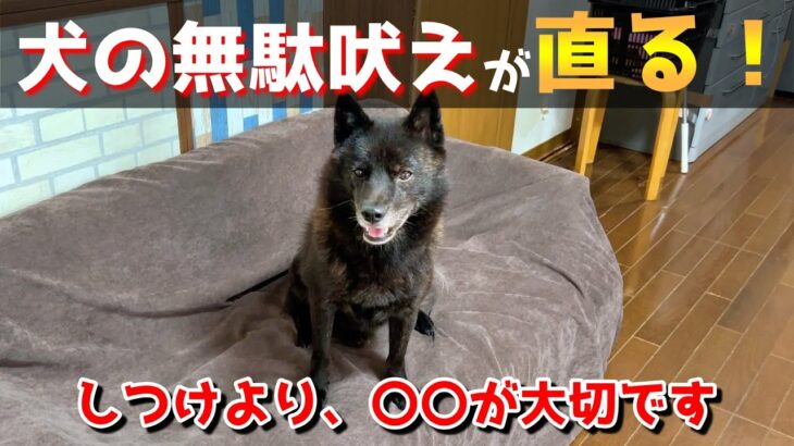 【超簡単】犬の無駄吠えをやめさせる為に必要なのは、しつけではなく〇〇だった