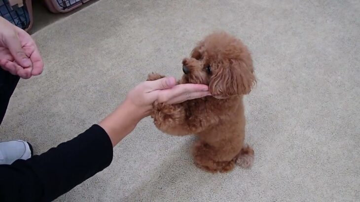 犬の幼稚園 りあんちゃんとトレーニング