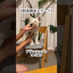 おやつなしでも待てる犬に大変身！