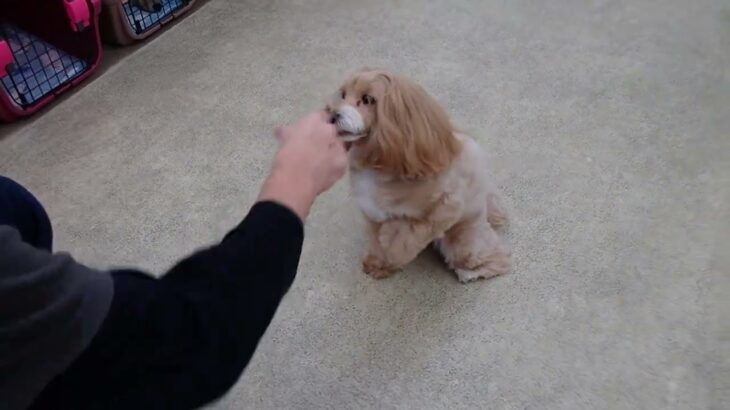 犬の幼稚園 ペペちゃんとトレーニング