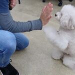 犬の幼稚園 ヴィーノくんとトレーニング