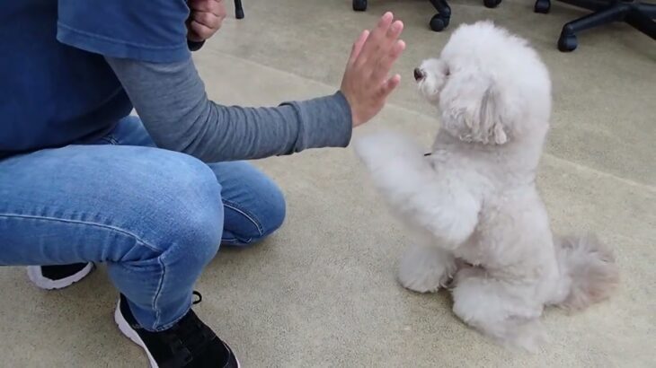 犬の幼稚園 ヴィーノくんとトレーニング