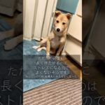 #思い出記録大切なしつけ#犬のしつけ#マテとヨシ#保護犬と暮らす