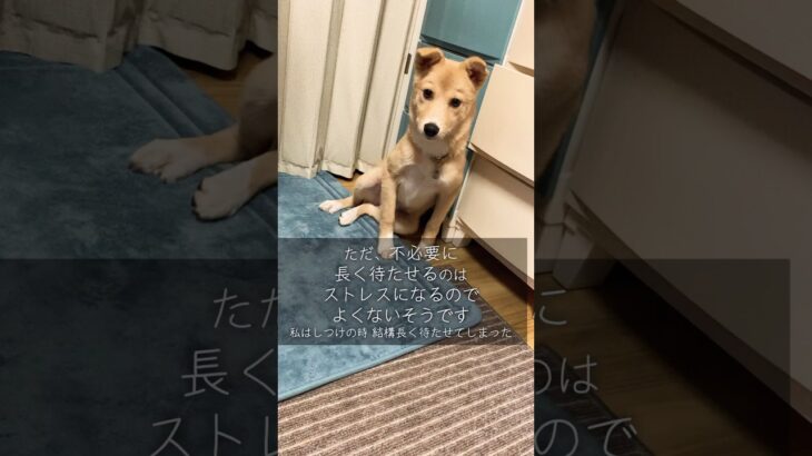 #思い出記録大切なしつけ#犬のしつけ#マテとヨシ#保護犬と暮らす