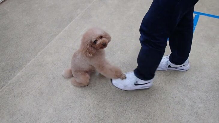 犬の幼稚園 ココくんとトレーニング