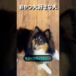 おやつが大好きな犬🐾#シェルティ #しつけ #犬  【シェルティ】【ペプシ】