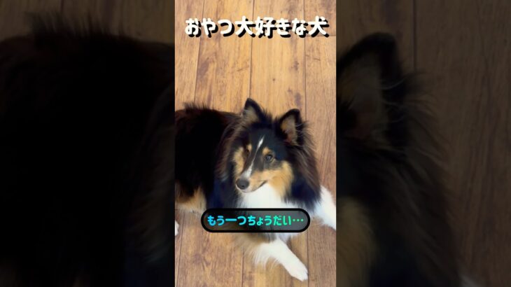 おやつが大好きな犬🐾#シェルティ #しつけ #犬  【シェルティ】【ペプシ】