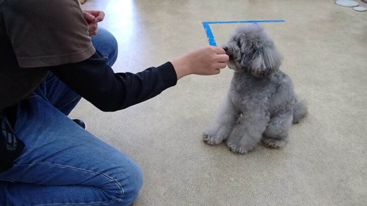 犬の幼稚園 輪くんとトレーニング