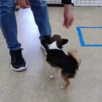 犬の幼稚園 のあくんとトレーニング