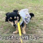 治らない吠え癖、止まらない興奮、犬のしつけってこんなにも難しい【チワックス】