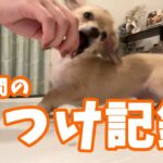 【しつけ記録】一週間で何が出来るようになったかな？　#犬 #しつけ #躾