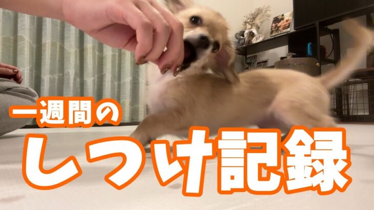 【しつけ記録】一週間で何が出来るようになったかな？　#犬 #しつけ #躾