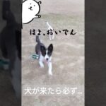 【呼び戻し】犬の安全を守る重要なコマンド#犬のしつけ #呼び戻し