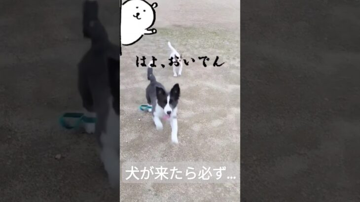 【呼び戻し】犬の安全を守る重要なコマンド#犬のしつけ #呼び戻し