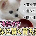 【犬のしつけ】◯◯をするだけで、こんなに賢く育ちます！！