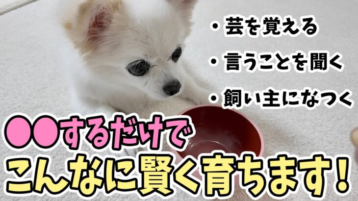 【犬のしつけ】◯◯をするだけで、こんなに賢く育ちます！！