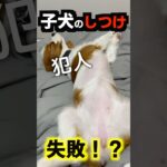 子犬のしつけ失敗！！粗相してしまったキャバリアと証拠隠滅を図る猫 #犬と猫 #犬のいる暮らし #猫のいる暮らし #保護猫