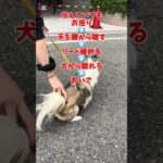 チワワちゃんの無駄吠え防止トレーニング #チワワ #犬 #無駄吠え