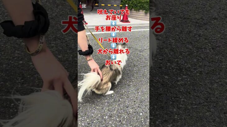 チワワちゃんの無駄吠え防止トレーニング #チワワ #犬 #無駄吠え