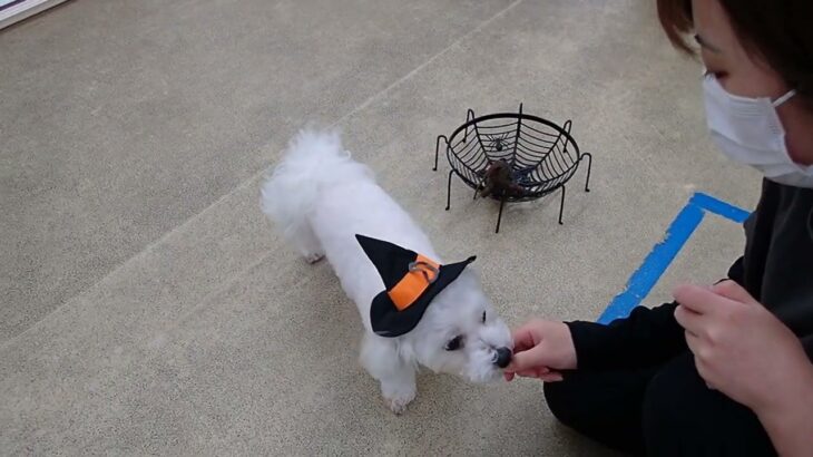 犬の幼稚園 華ちゃんとトレーニング