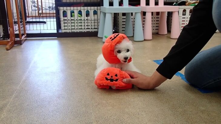 犬の幼稚園 バニラちゃんとトレーニング