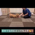 【犬の幼稚園】クールくんの様子 #豊田駅 #犬のしつけ #ドッグスクール #犬の幼稚園#犬のトレーニング #動物看護師兼トレーナー #犬好き  #ペットホテル #パピークラス