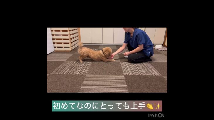 【犬の幼稚園】クールくんの様子 #豊田駅 #犬のしつけ #ドッグスクール #犬の幼稚園#犬のトレーニング #動物看護師兼トレーナー #犬好き  #ペットホテル #パピークラス