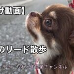 【しつけ動画】リード散歩のしつけ方