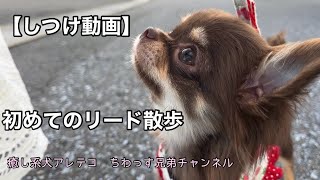 【しつけ動画】リード散歩のしつけ方