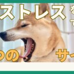 【あくびはストレスサイン？！】犬がストレスを感じているときの５つのサイン