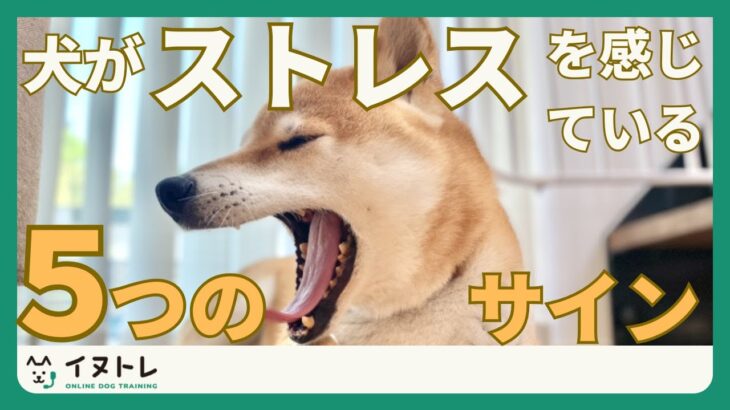 【あくびはストレスサイン？！】犬がストレスを感じているときの５つのサイン