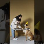 イヌのしつけ　#犬