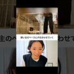 リードがつけられない犬を散歩へ！飼い主のペースで進めるしつけのコツ