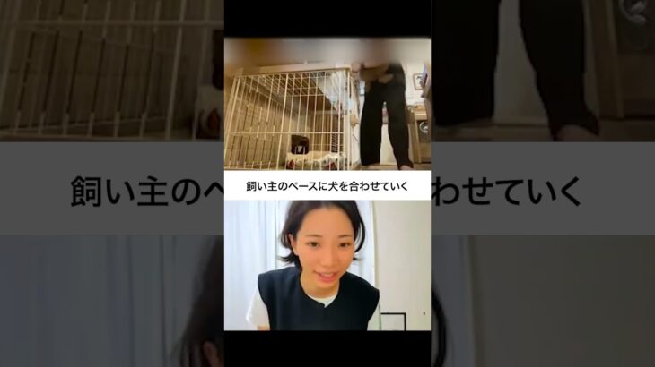 リードがつけられない犬を散歩へ！飼い主のペースで進めるしつけのコツ