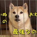 柴犬のお願いは最強なので、しつけがたいへんだったのです。