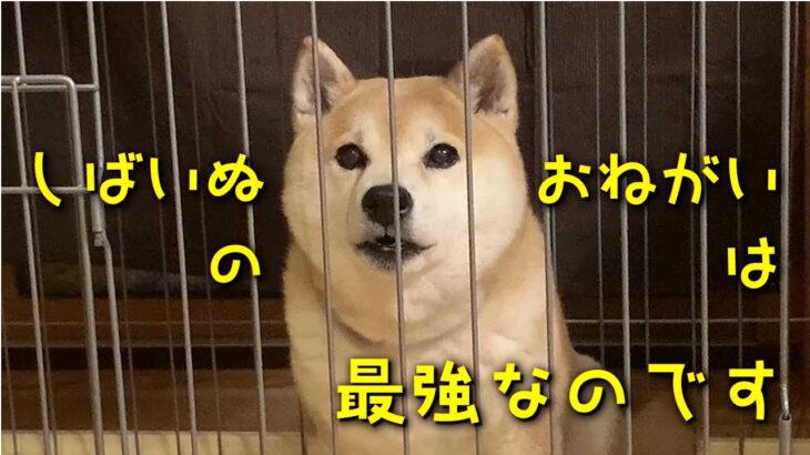 柴犬のお願いは最強なので、しつけがたいへんだったのです。