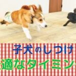 子犬のしつけに最適な時期は？