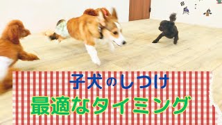 子犬のしつけに最適な時期は？