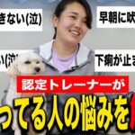 【お悩み解決】吠えが治らない！トイレが出来ない！犬のしつけに悩んでいる方に認定トレーナーが答えます！