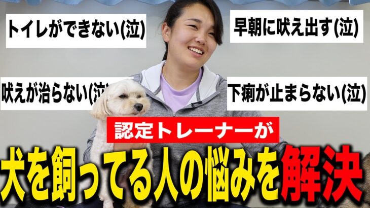 【お悩み解決】吠えが治らない！トイレが出来ない！犬のしつけに悩んでいる方に認定トレーナーが答えます！