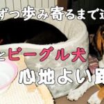 【柴犬】【ビーグル犬】【多頭飼育】最初は本当大変です！！異犬種の多頭飼育について、ビーグル犬を迎えた頃から最近の様子になるまで。