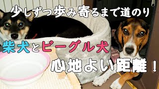 【柴犬】【ビーグル犬】【多頭飼育】最初は本当大変です！！異犬種の多頭飼育について、ビーグル犬を迎えた頃から最近の様子になるまで。