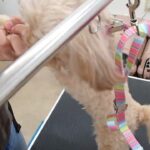 犬の幼稚園 ルークくんとトレーニング