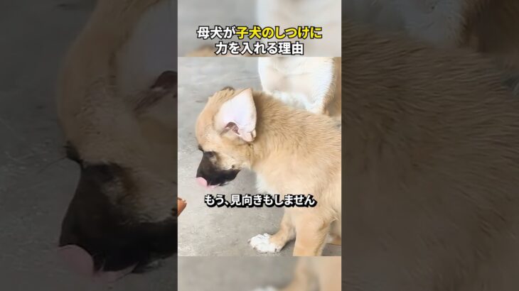 母犬が子犬のしつけに力を入れる理由