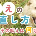 【犬のしつけ】吠え癖改善！プロトレーナー直伝｜要求吠え？警戒吠え？興奮吠え？