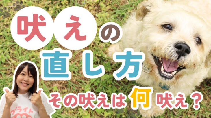 【犬のしつけ】吠え癖改善！プロトレーナー直伝｜要求吠え？警戒吠え？興奮吠え？