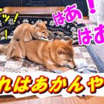 【感動】先住犬のしつけ方法を見ていると涙が溢れそうになります。＃柴犬多頭飼い