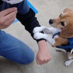 犬の幼稚園 ビオタンちゃんとトレーニング